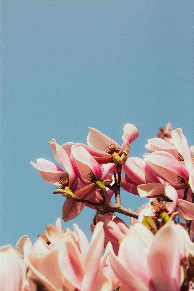 Photographie rapprochée d'une fleur à Lyon