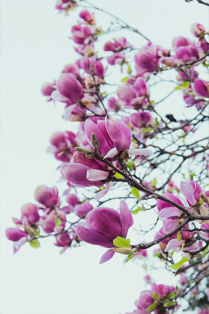 Photographie rapprochée d'une fleur à Lyon